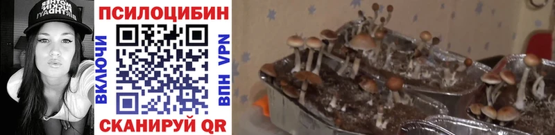 KRAKEN маркетплейс  Алушта  Псилоцибиновые грибы Psilocybe 